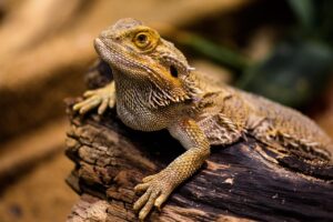 介護の夜勤専従派遣で本当に稼げるか？