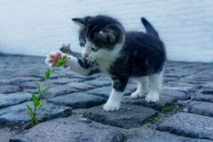 介護転職エージェントの口コミを人気で比較するとどうなる？